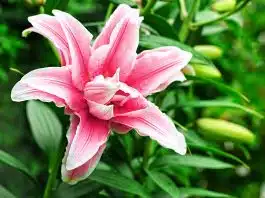 Fleur de Lys