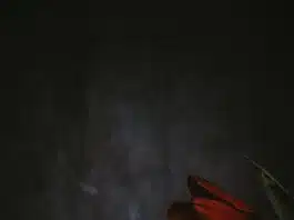 Décryptage de la Signification de la Rose Noire shallow focus photography of red tulips