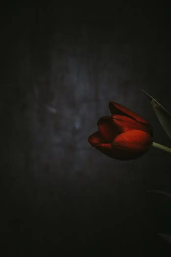 shallow focus photography of red tulips