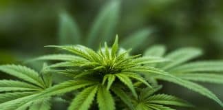 Collectionnez des graines de cannabis pour préserver les espèces ! 