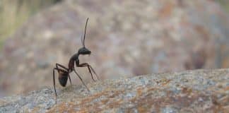 Comment se débarrasser des insectes à Toulon ?