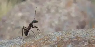 Comment se débarrasser des insectes à Toulon ?