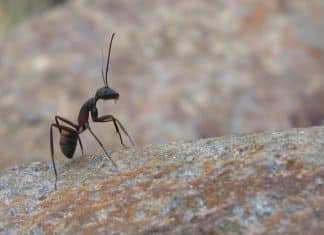 Comment se débarrasser des insectes à Toulon ?