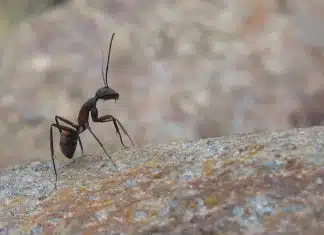 Comment se débarrasser des insectes à Toulon ?