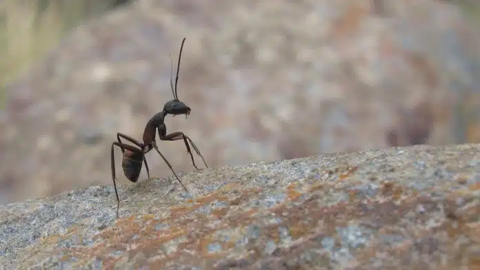 Comment se débarrasser des insectes à Toulon ?