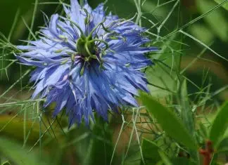 La nigelle : une plante médicinale trop méconnue