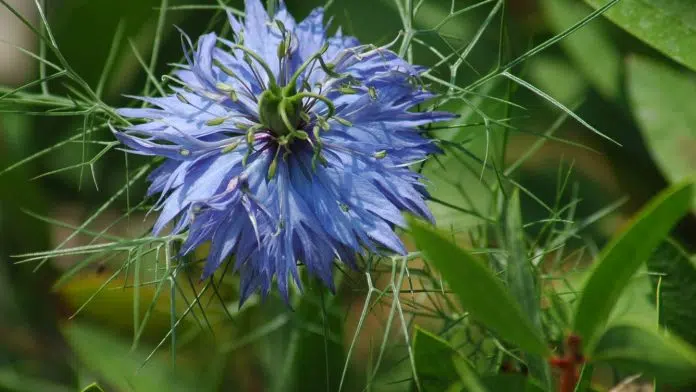 La nigelle : une plante médicinale trop méconnue