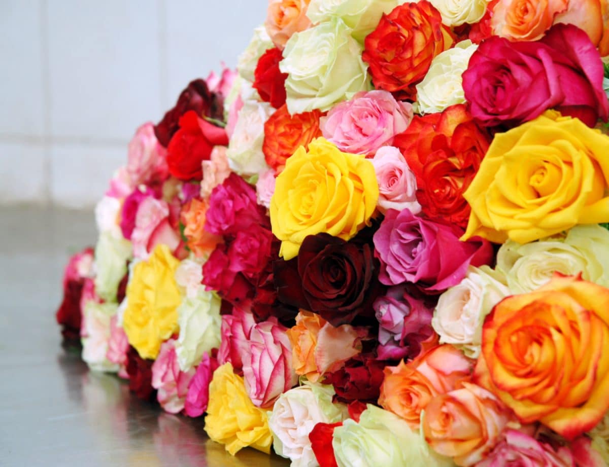 Couleurs de roses quel en est la signification