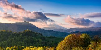 trees under blue sky and white clouds at daytime