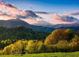 trees under blue sky and white clouds at daytime